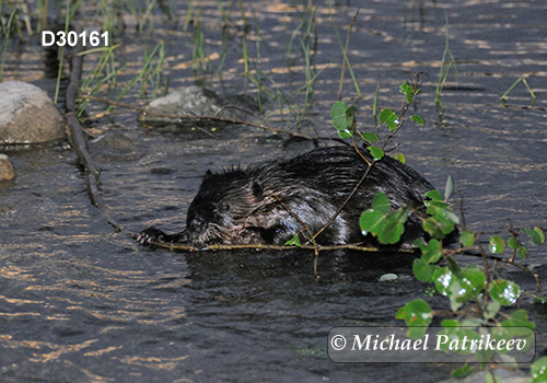 North American Beaver (Castor canadensis)